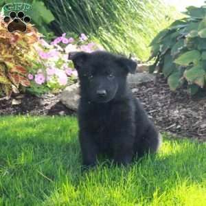 Smokey, German Shepherd Puppy