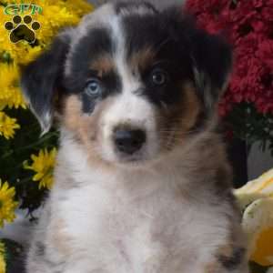 Smokey, Australian Shepherd Puppy