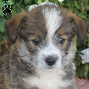 Smokey, Corgipoo Puppy