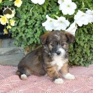 Snickers, Miniature Poodle Mix Puppy