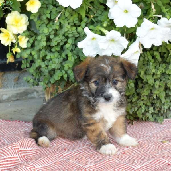 Snickers, Corgipoo Puppy