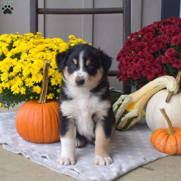 Snickers, Australian Shepherd Puppy