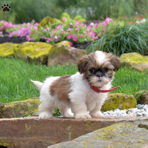 Snickers, Shih Tzu Puppy