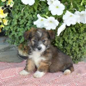 Snickers, Corgipoo Puppy