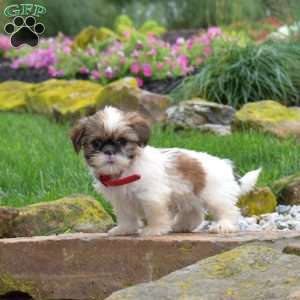 Snickers, Shih Tzu Puppy