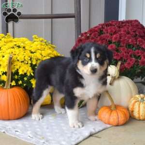 Snickers, Australian Shepherd Puppy
