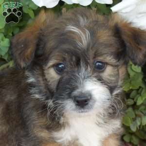Snickers, Corgipoo Puppy