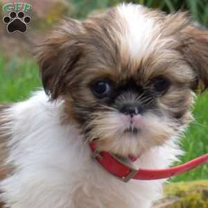 Snickers, Shih Tzu Puppy