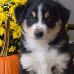 Snickers, Australian Shepherd Puppy