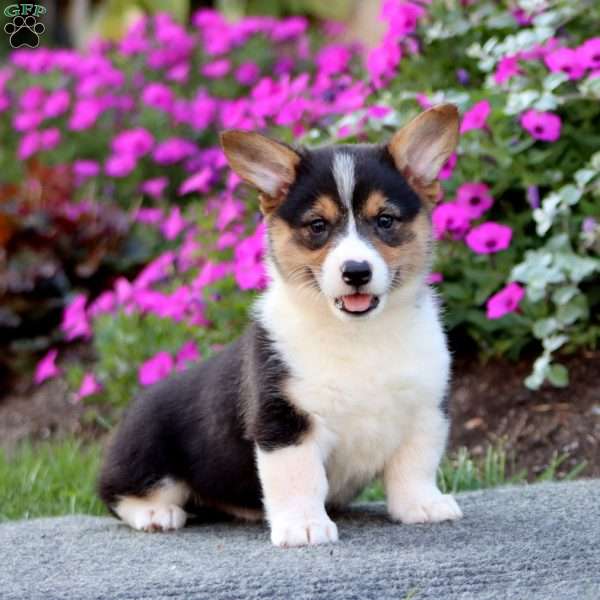 Snickers, Pembroke Welsh Corgi Puppy