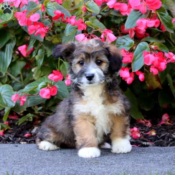 Snickers, Miniature Poodle Mix Puppy