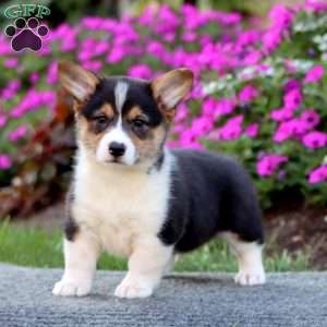Snickers, Pembroke Welsh Corgi Puppy