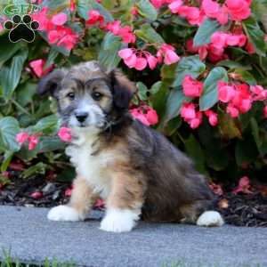 Snickers, Miniature Poodle Mix Puppy