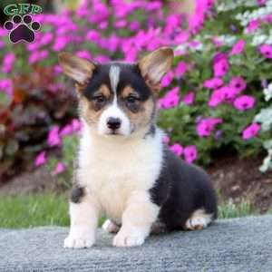 Snickers, Pembroke Welsh Corgi Puppy