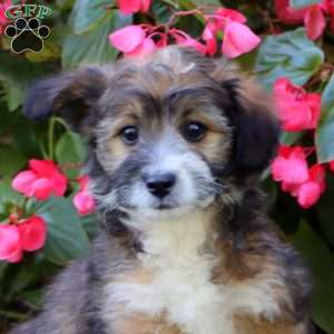 Snickers, Miniature Poodle Mix Puppy