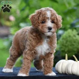 Snickers, Cavapoo Puppy