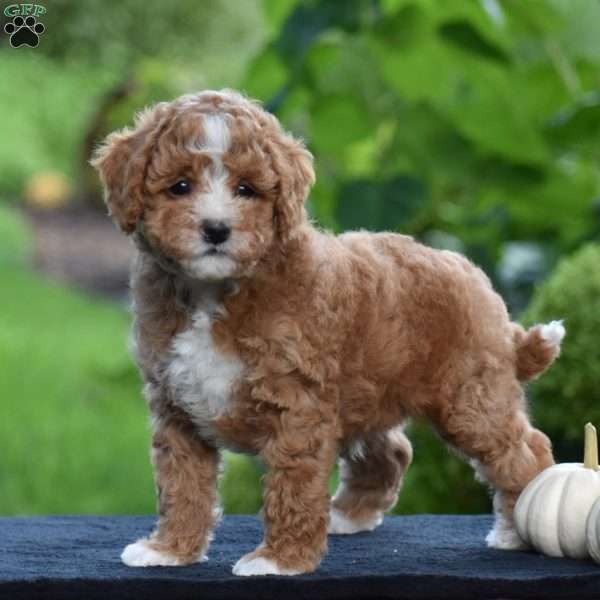 Snickers, Cavapoo Puppy