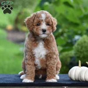 Snickers, Cavapoo Puppy