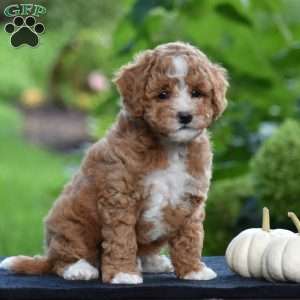 Snickers, Cavapoo Puppy