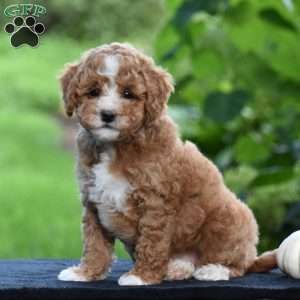 Snickers, Cavapoo Puppy