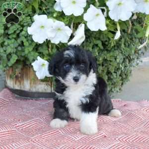 Snoopy, Miniature Poodle Mix Puppy