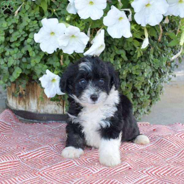 Snoopy, Corgipoo Puppy