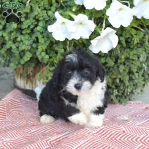 Snoopy, Corgipoo Puppy