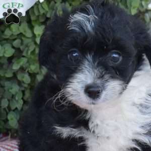 Snoopy, Corgipoo Puppy
