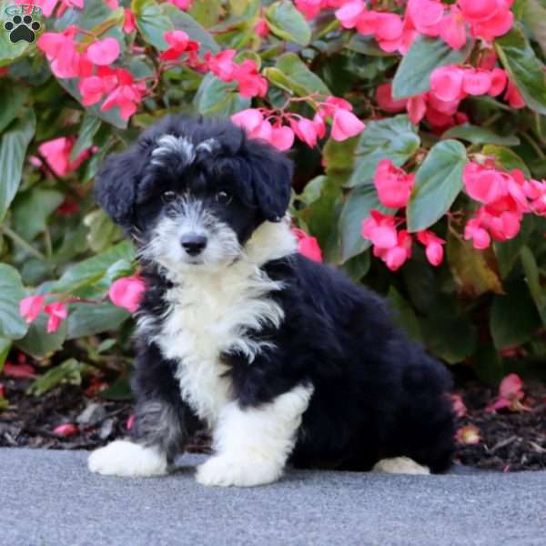 Snoopy, Miniature Poodle Mix Puppy