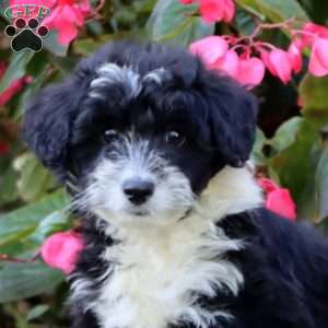 Snoopy, Miniature Poodle Mix Puppy