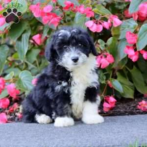 Snoopy, Miniature Poodle Mix Puppy