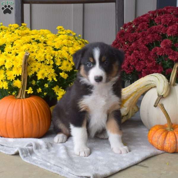 Sofia, Australian Shepherd Puppy
