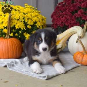 Sofia, Australian Shepherd Puppy