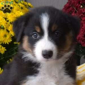 Sofia, Australian Shepherd Puppy
