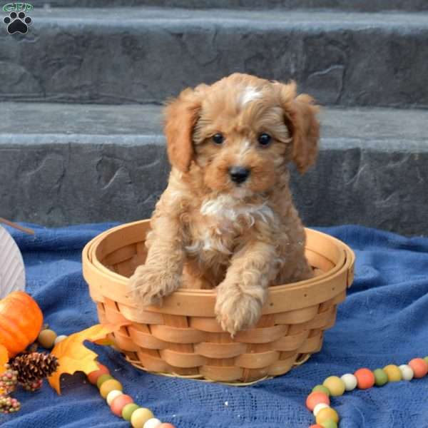 Sonny, Cavapoo Puppy