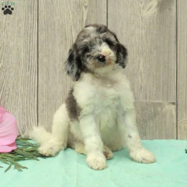 Sonny, Borderdoodle Puppy