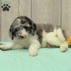 Sonny, Borderdoodle Puppy