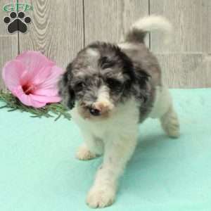 Sonny, Borderdoodle Puppy