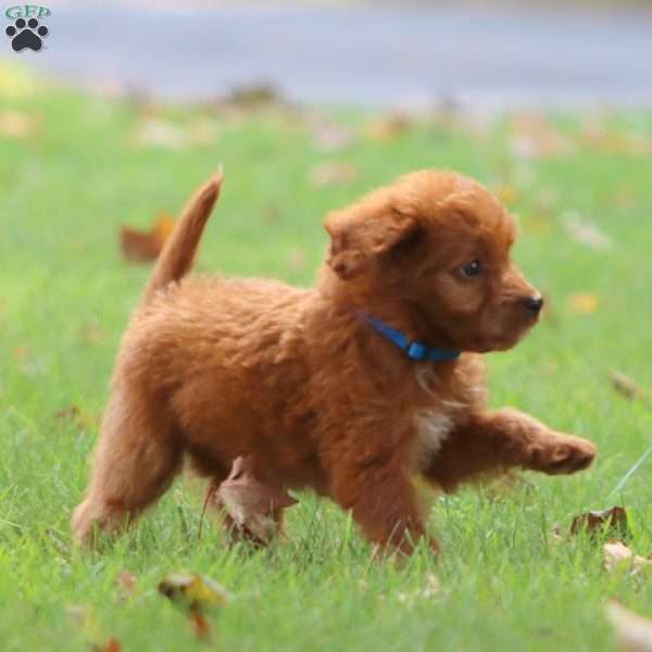 Sonny, Labradoodle Puppy