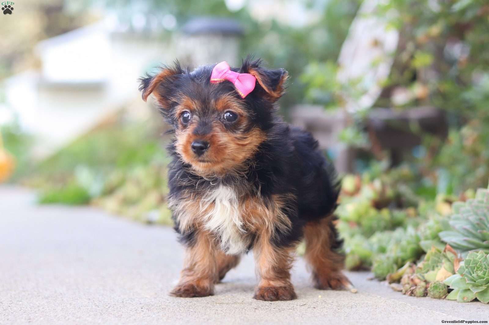 Sophia (Yorkshire Terrier, Female) in Baltic, OH