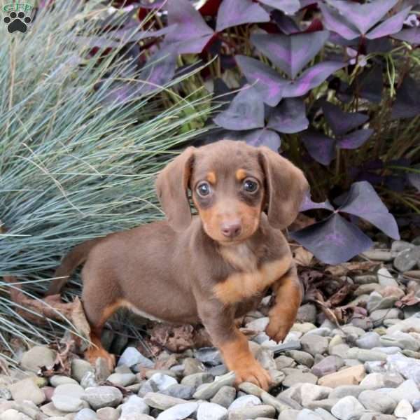 Sophie, Dachshund Puppy