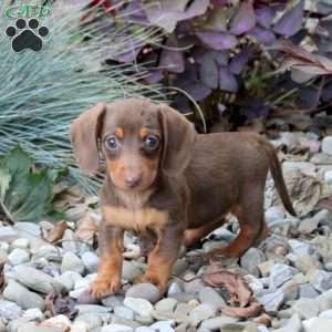 Sophie, Dachshund Puppy