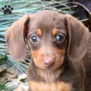 Sophie, Dachshund Puppy