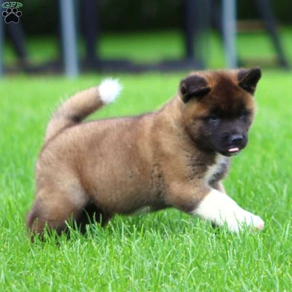Spark, Akita Puppy
