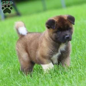 Spark, Akita Puppy