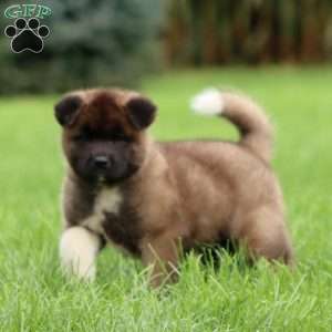 Spark, Akita Puppy