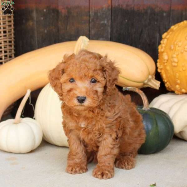 Sparkle, Bich-Poo Puppy