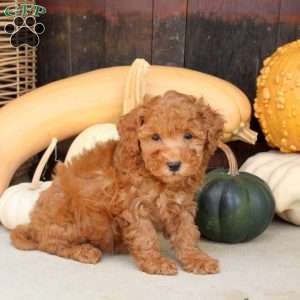 Sparkle, Bich-Poo Puppy