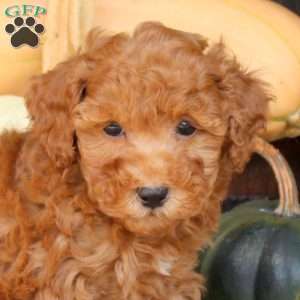 Sparkle, Bich-Poo Puppy