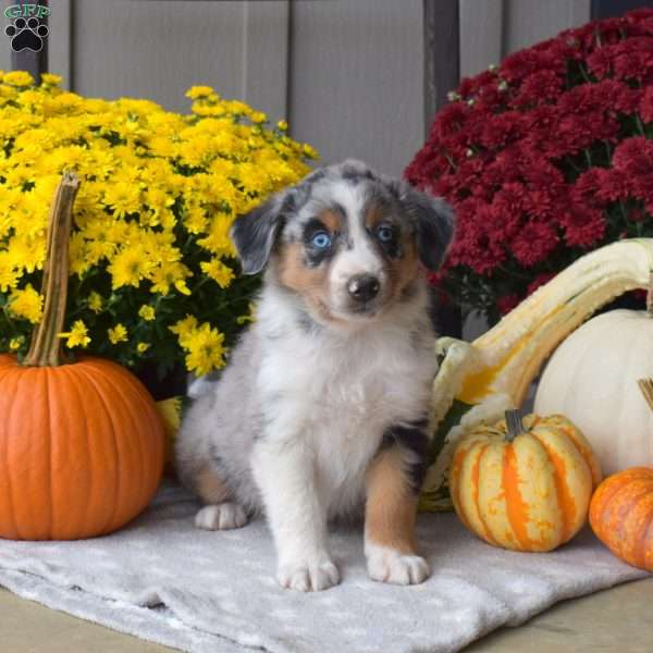Sparkles, Australian Shepherd Puppy